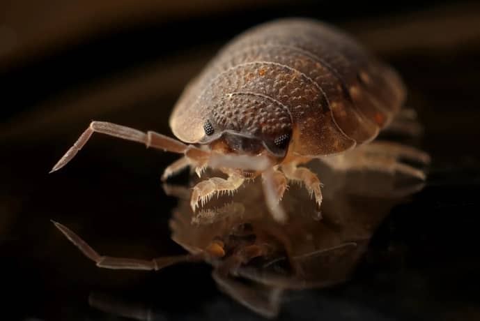 lice